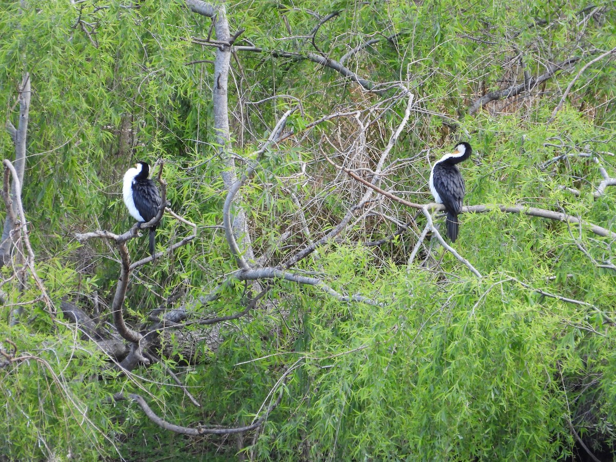 Little Pied Cormorant - ML623742968