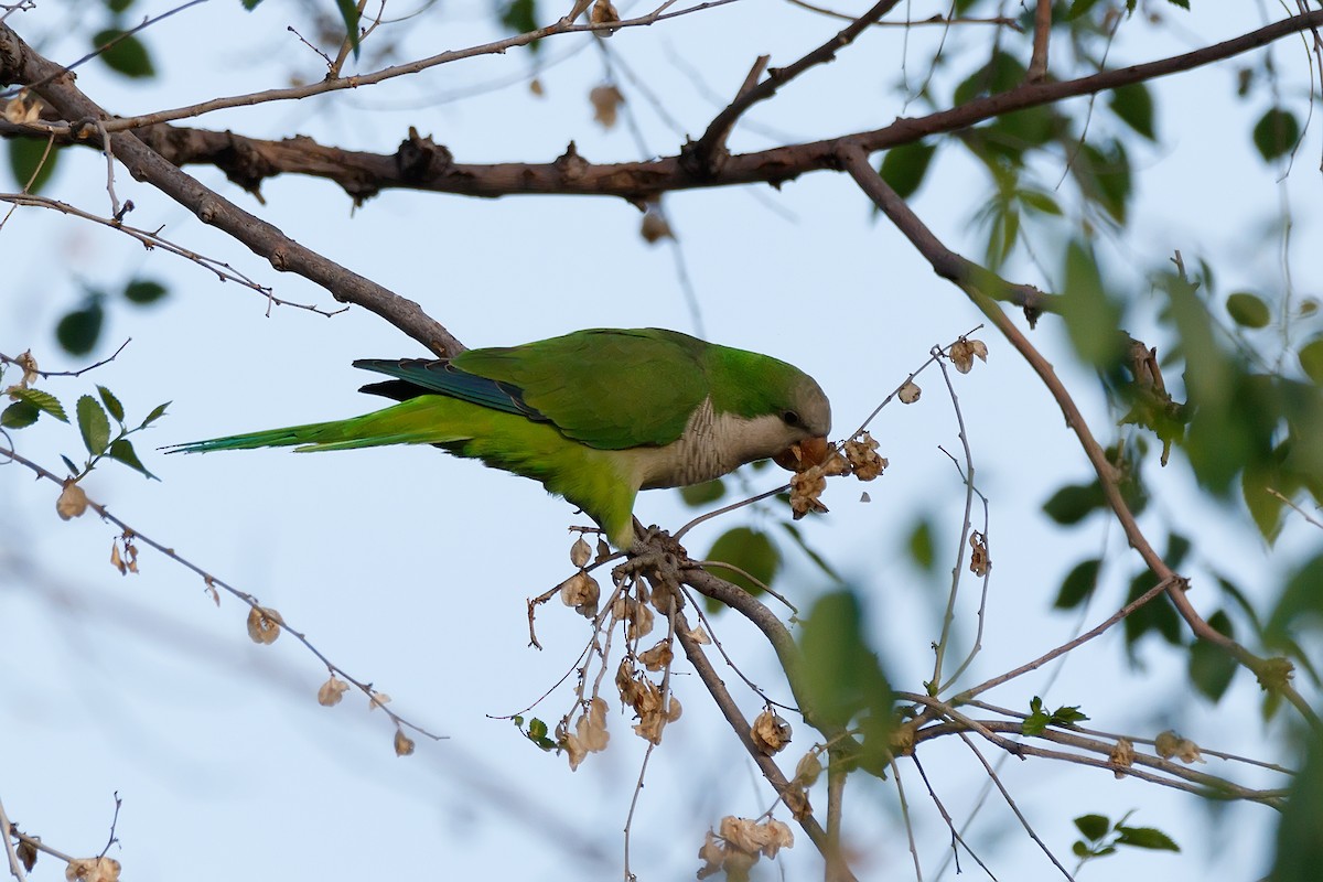 Monk Parakeet - ML623742969