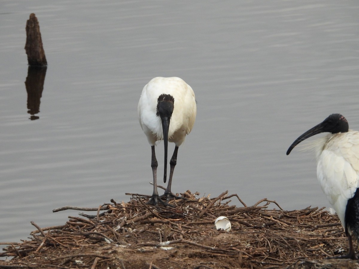 Australian Ibis - Joanne Thompson