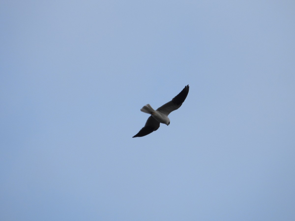 Black-shouldered Kite - ML623742976