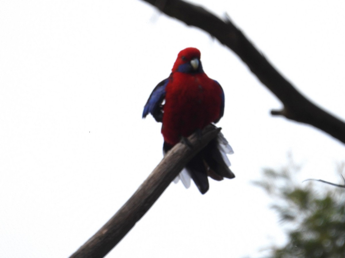 Crimson Rosella - ML623742977