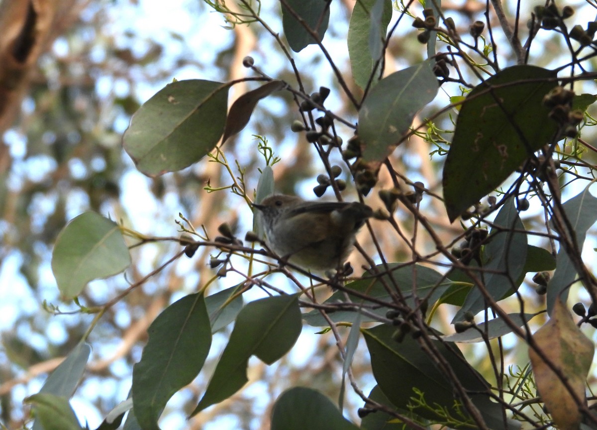 Brown Thornbill - Joanne Thompson