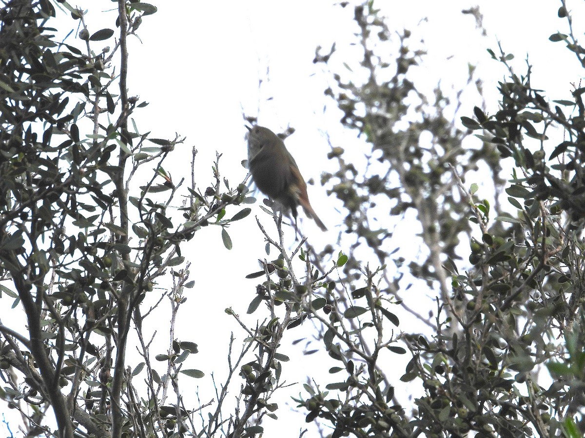 Brown Thornbill - ML623742986