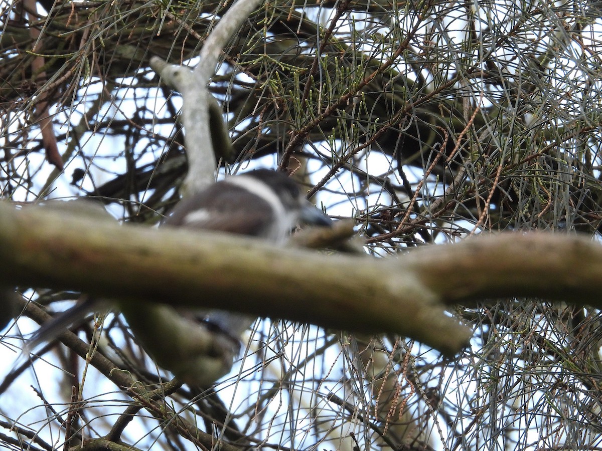 Gray Butcherbird - ML623743000