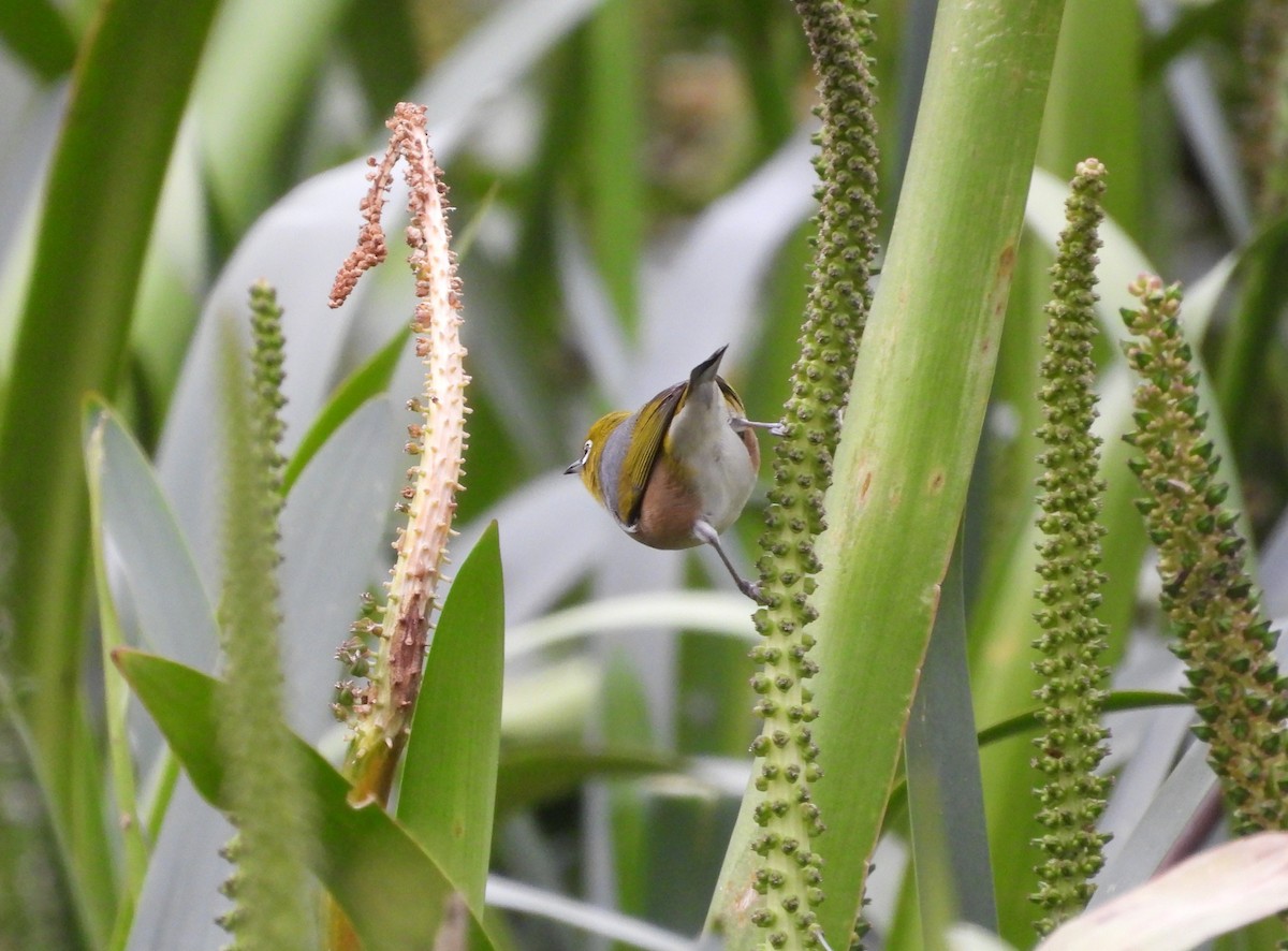 Silvereye - ML623743008