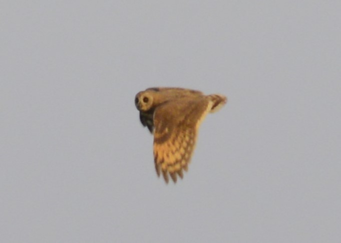 Marsh Owl - Bertina K