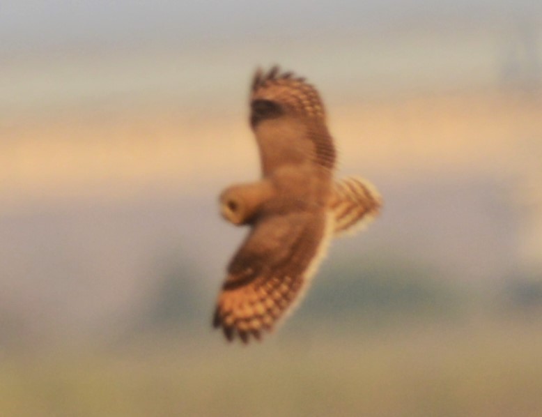 Marsh Owl - Bertina K