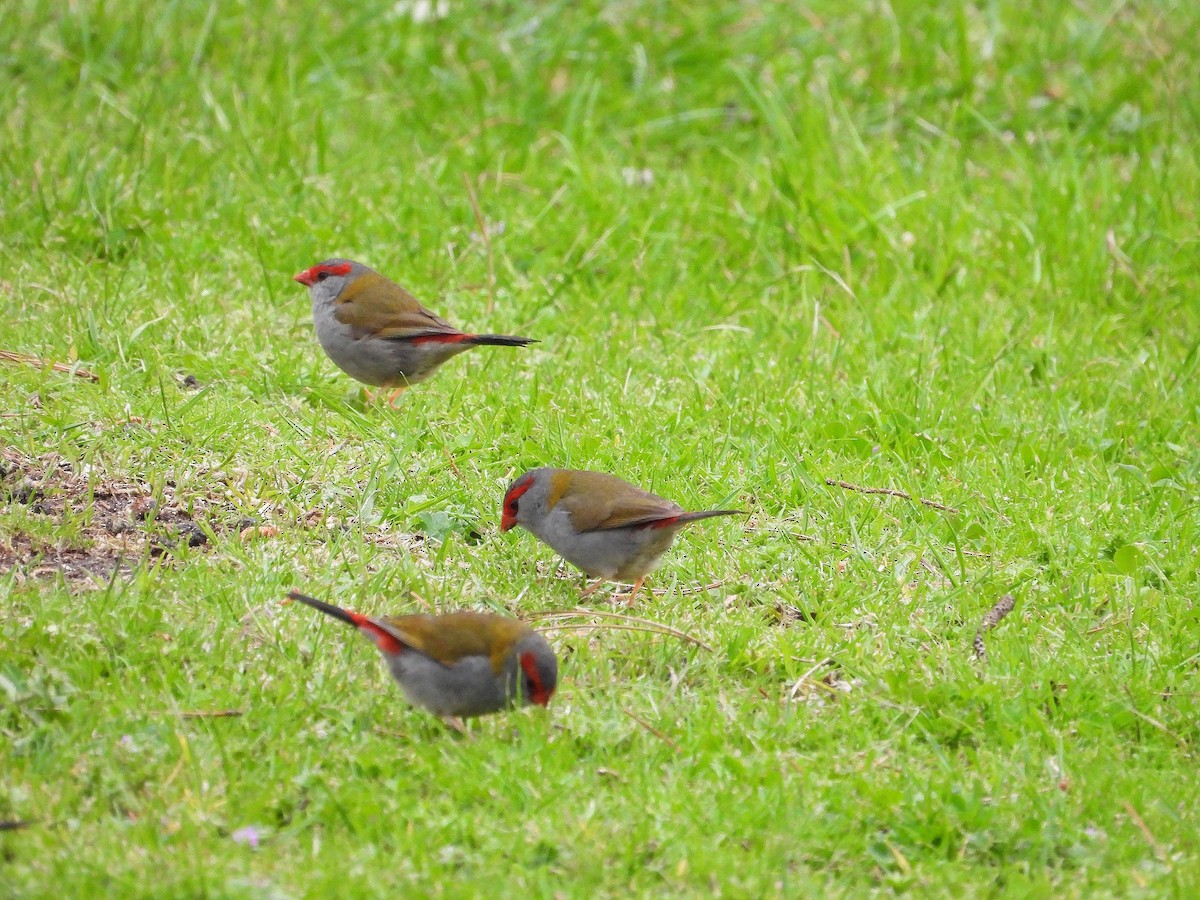 Red-browed Firetail - ML623743020