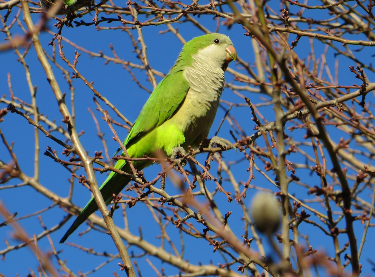 Monk Parakeet - ML623743041