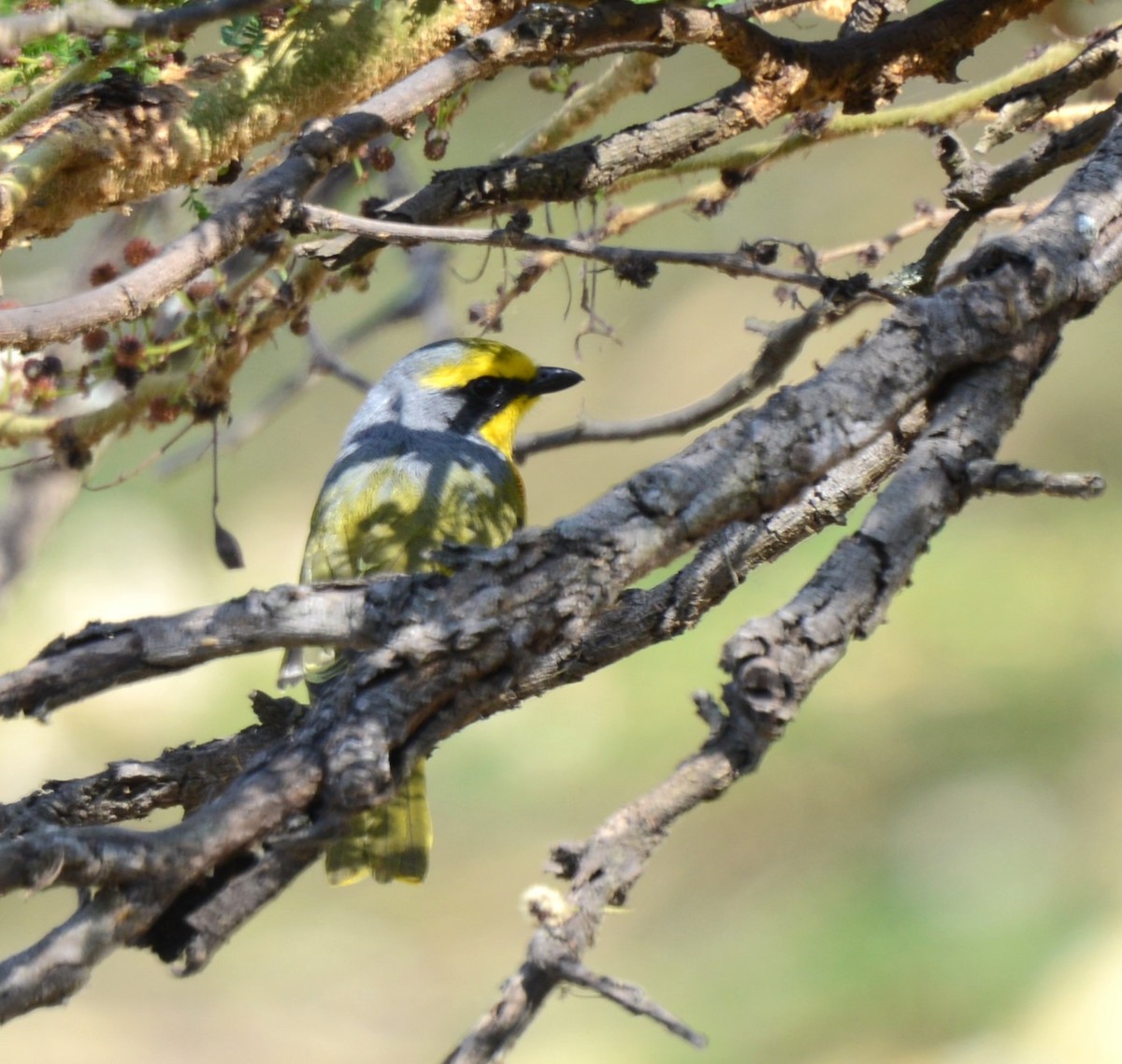 Sulphur-breasted Bushshrike - Bertina K