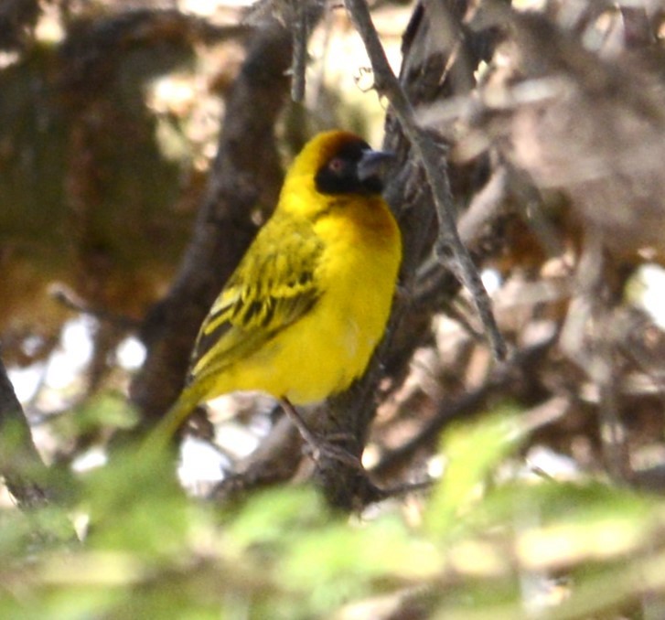 Vitelline Masked-Weaver - ML623743071