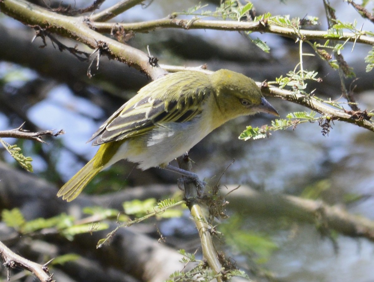 Vitelline Masked-Weaver - ML623743072