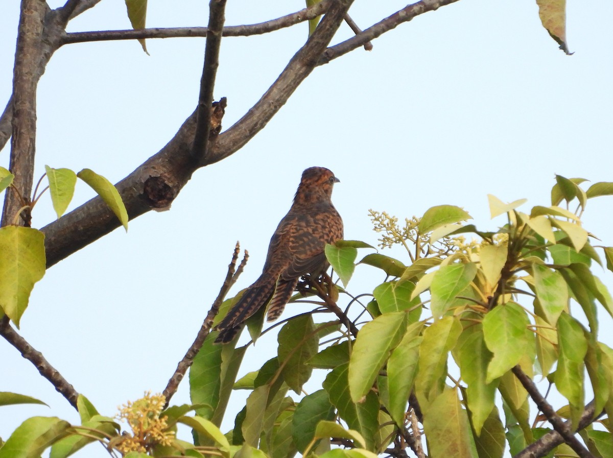 Plaintive Cuckoo - ML623743080