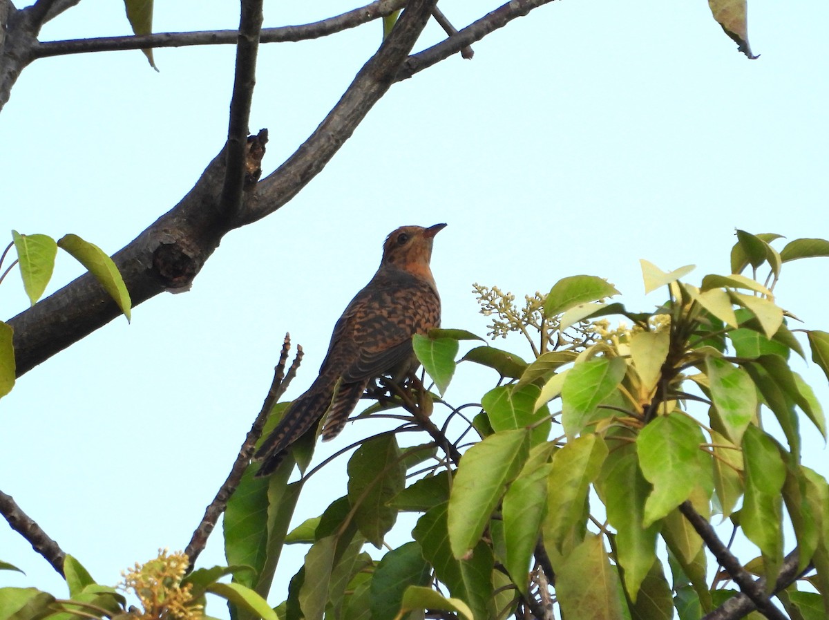 Plaintive Cuckoo - Stephen Matthews