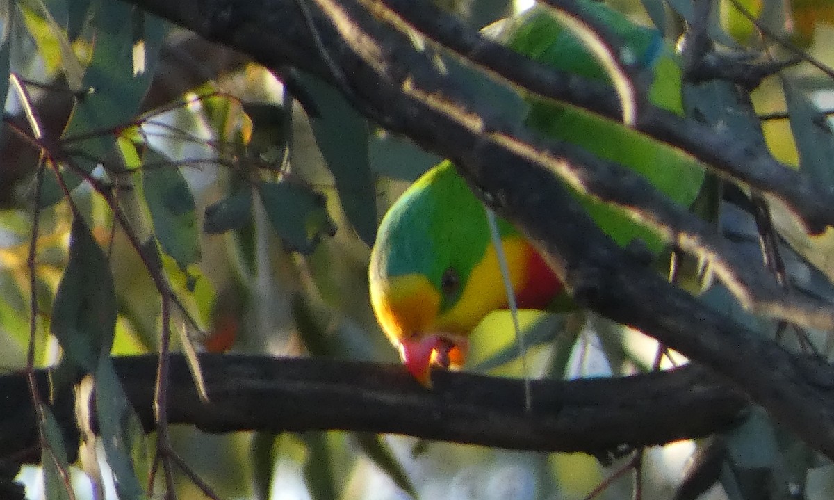 Superb Parrot - ML623743115