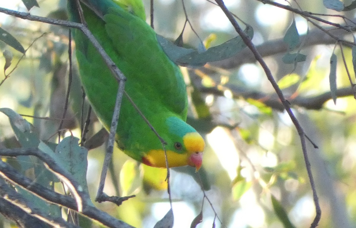 Superb Parrot - ML623743116