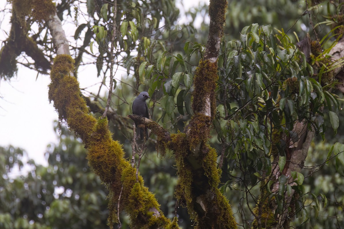 Gray Cuckooshrike - ML623743124