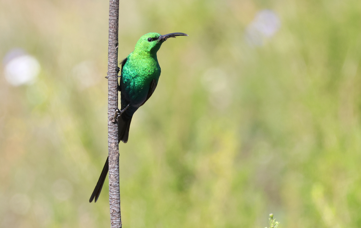 Malachite Sunbird - ML623743193