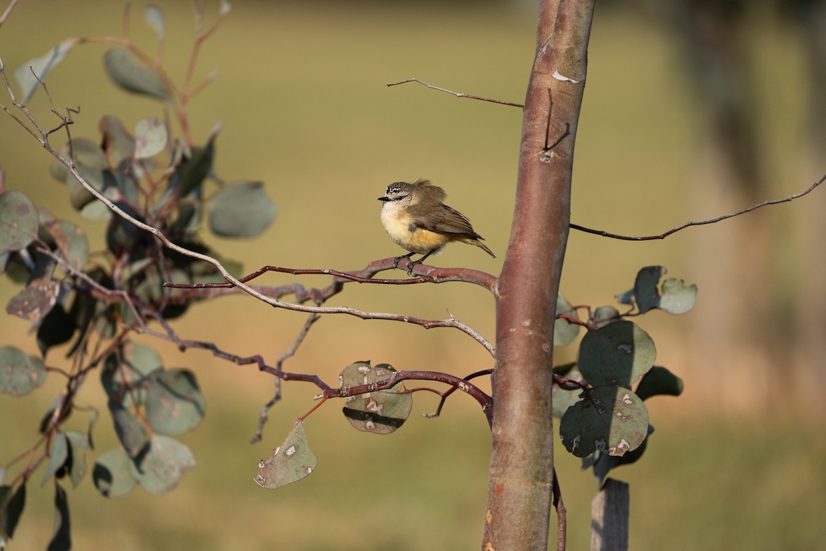 Yellow-rumped Thornbill - Noley Noy