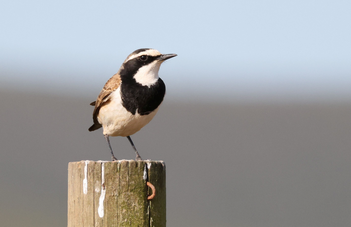 Capped Wheatear - ML623743290