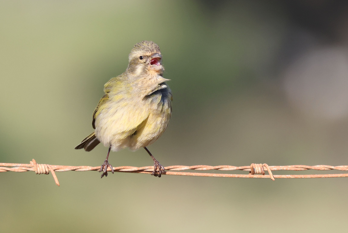 Yellow Canary - ML623743293