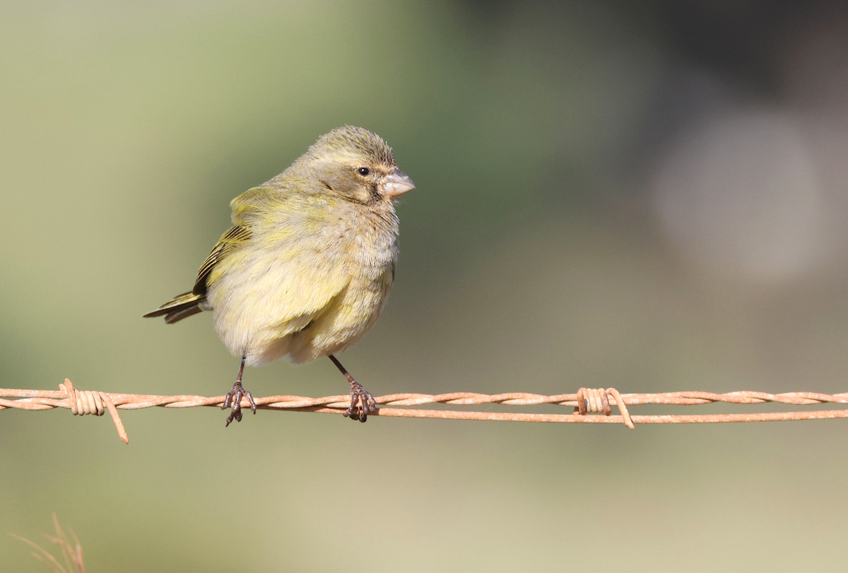 Yellow Canary - ML623743295