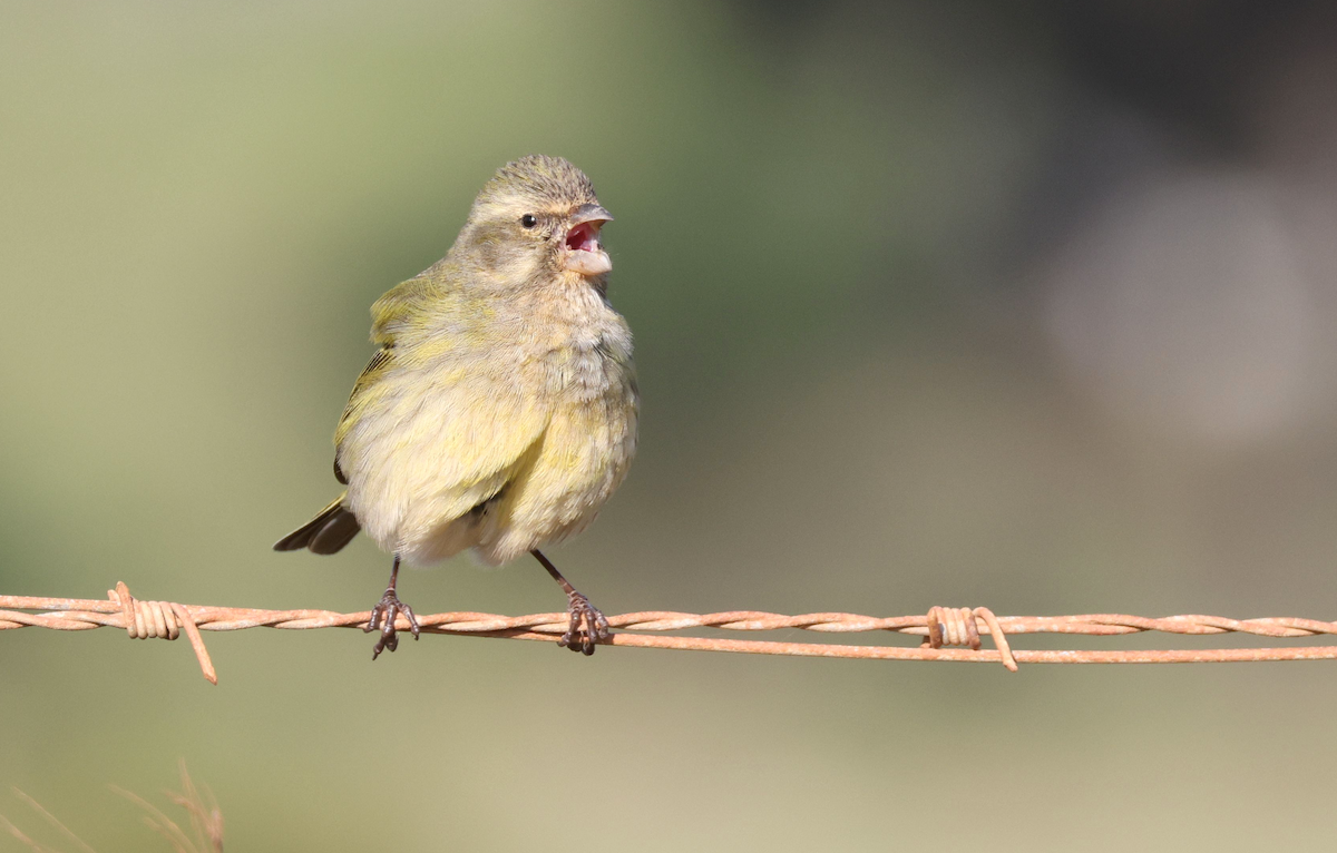 Yellow Canary - ML623743298