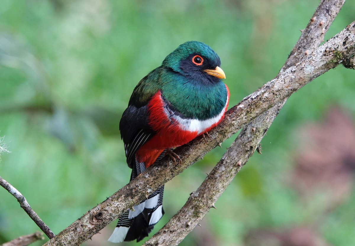 Trogon masqué - ML623743318