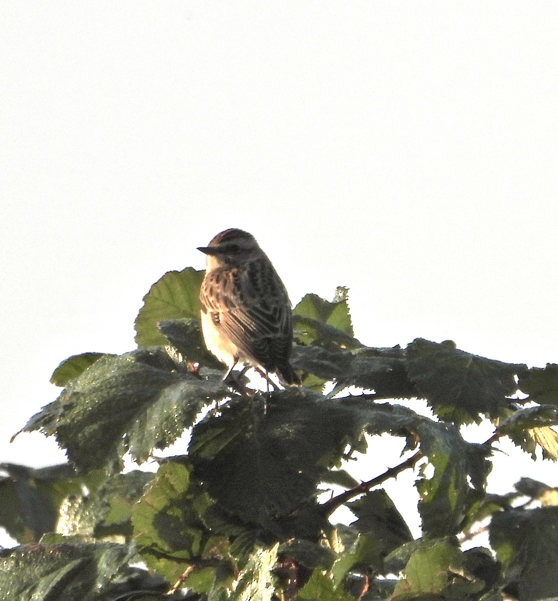 Whinchat - ML623743336