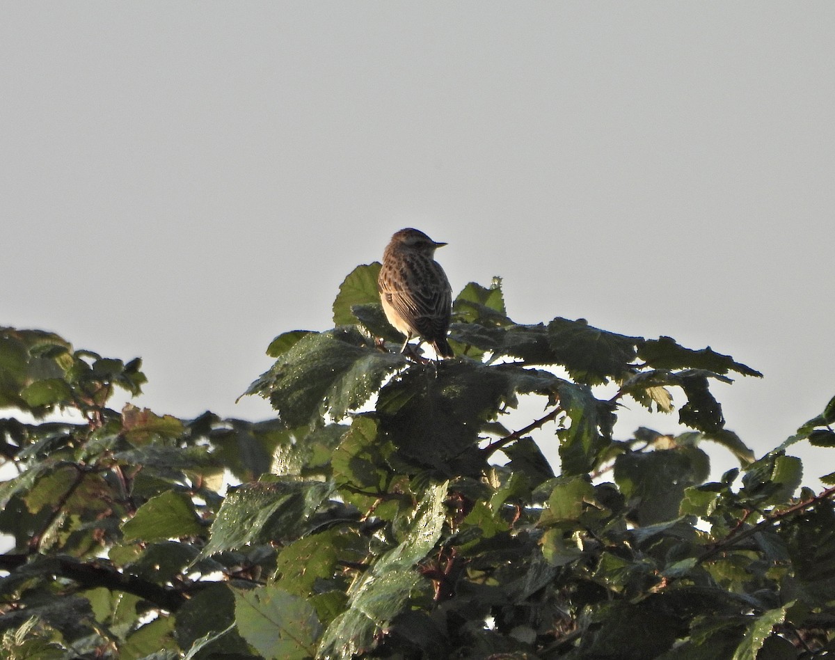 Whinchat - ML623743337