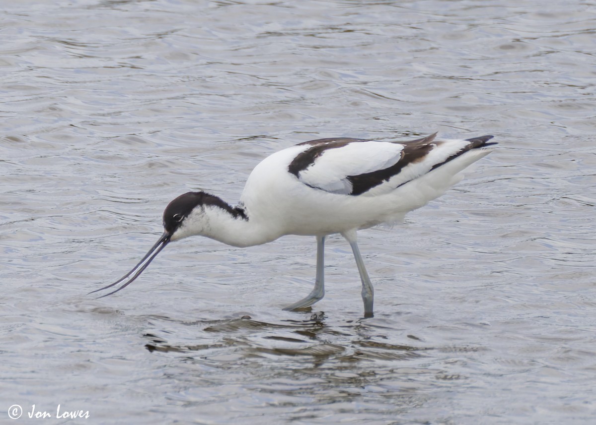 Pied Avocet - ML623743338