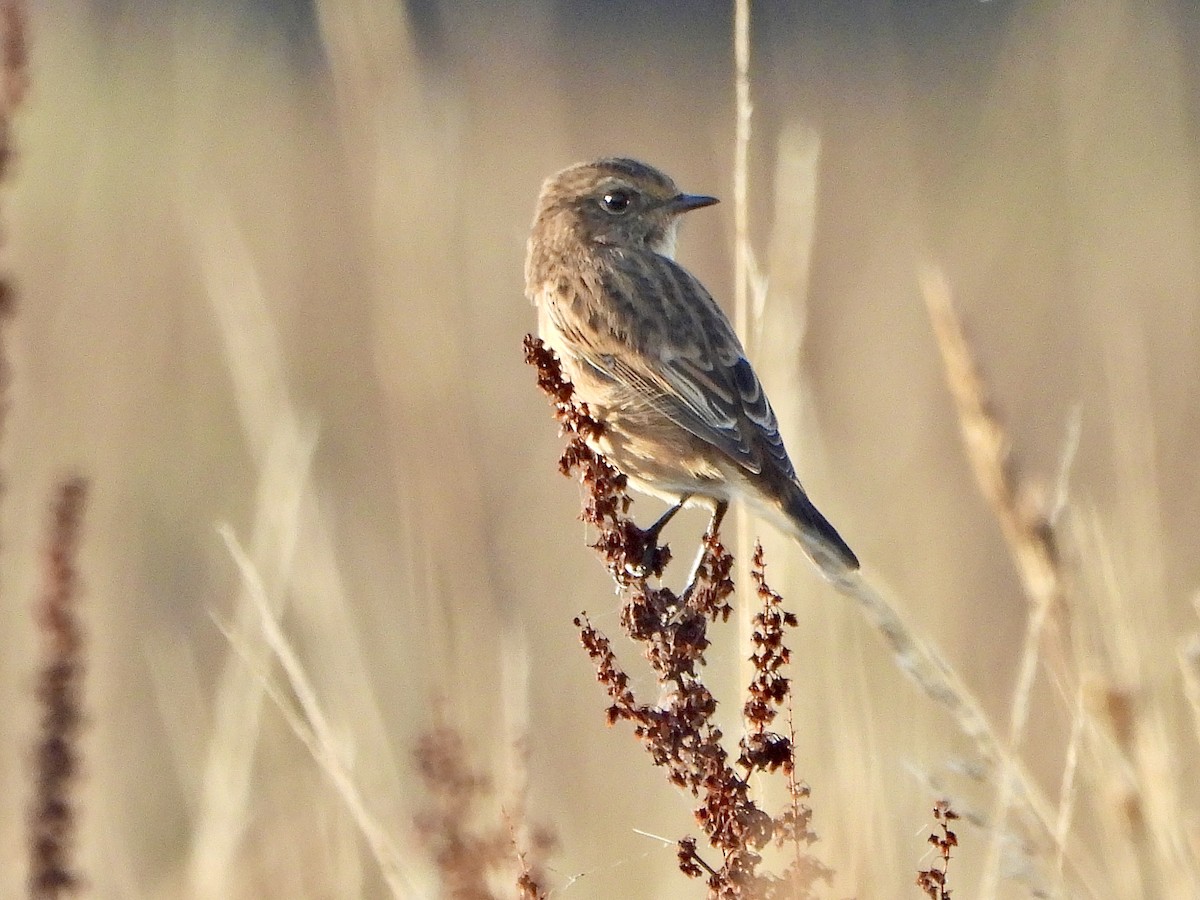 European Stonechat - ML623743339