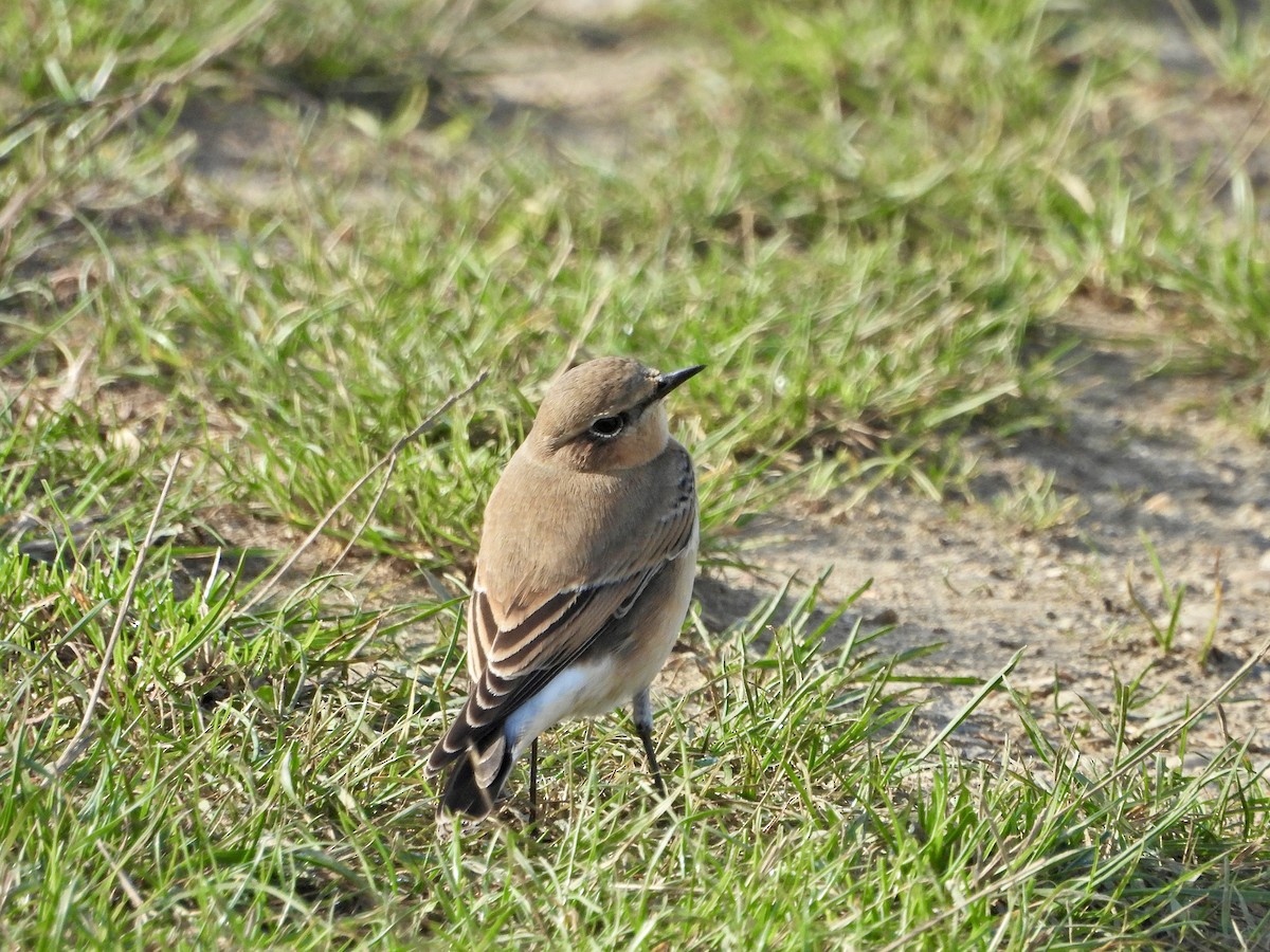 Northern Wheatear - ML623743345