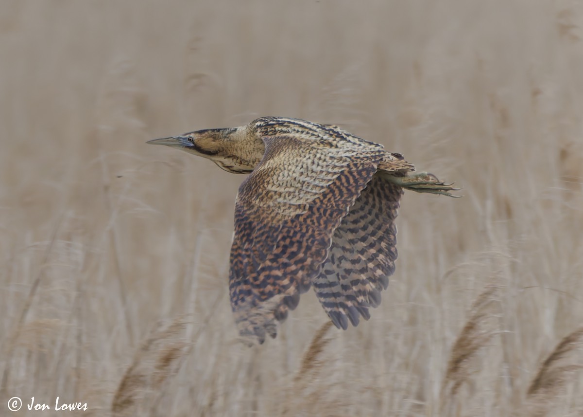 Great Bittern - Jon Lowes