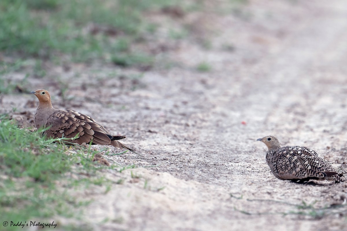 Chestnut-bellied Sandgrouse - ML623743360