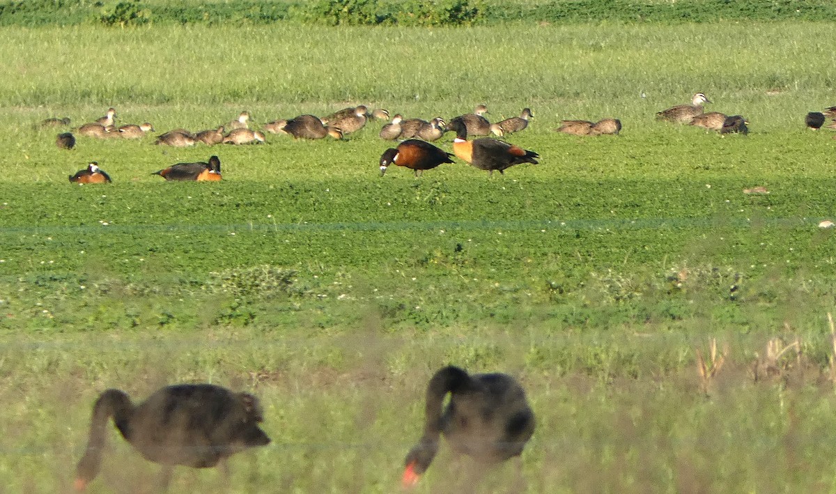 Australian Shelduck - A m a n d a   a n d B r a d