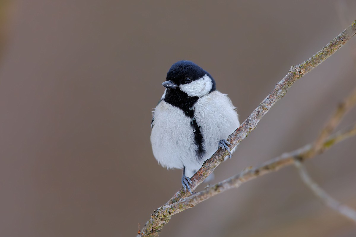 Japanese Tit - ML623743380