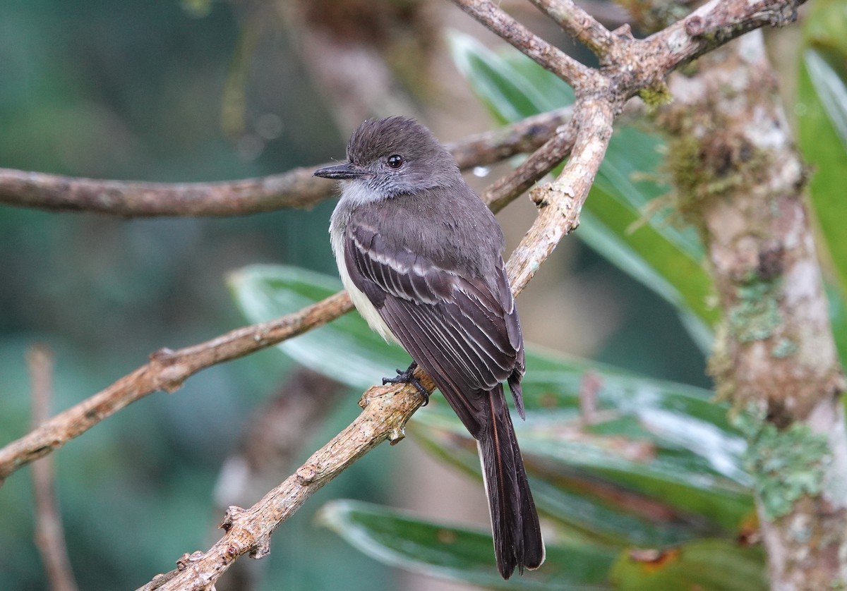 Pale-edged Flycatcher - ML623743401