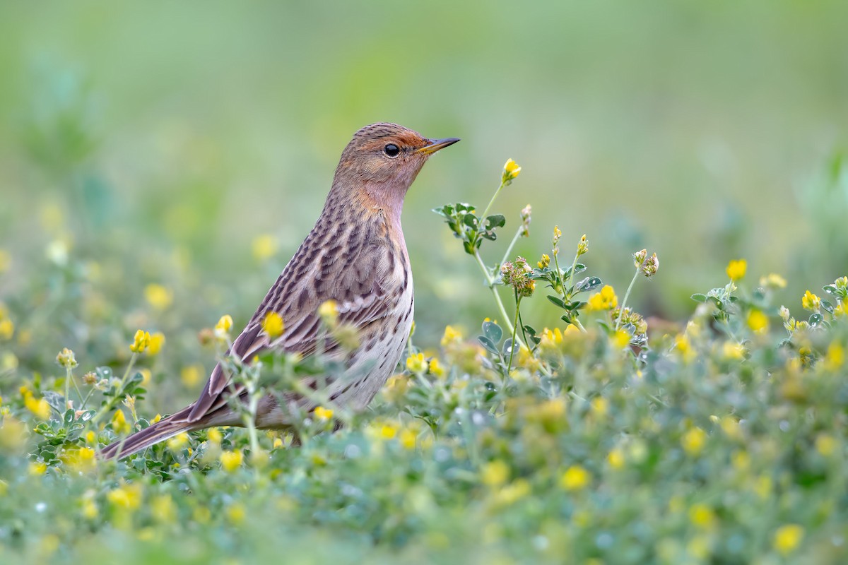 Red-throated Pipit - ML623743412