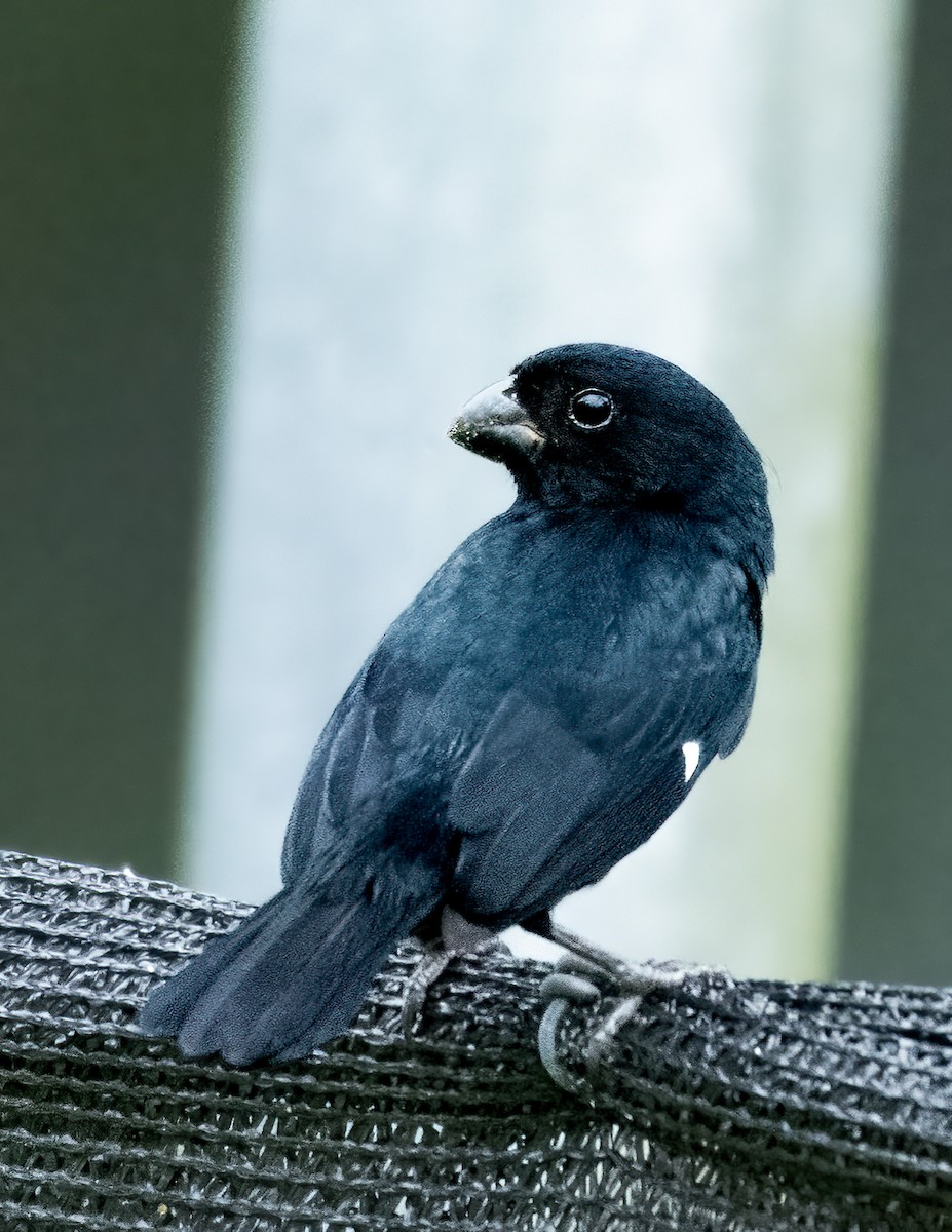 Thick-billed Seed-Finch - ML623743439