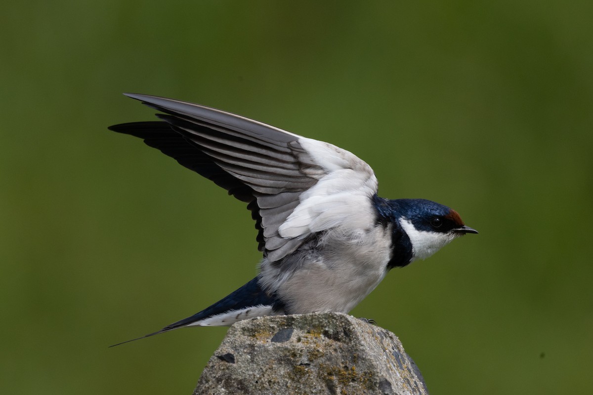 White-throated Swallow - ML623743444