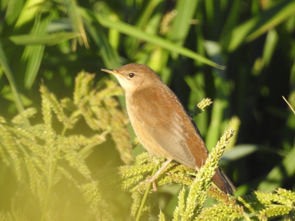 Savi's Warbler - ML623743445