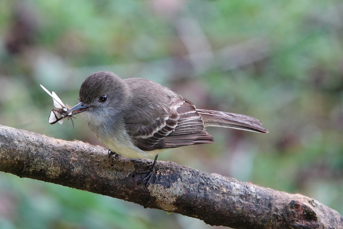 Pale-edged Flycatcher - ML623743473