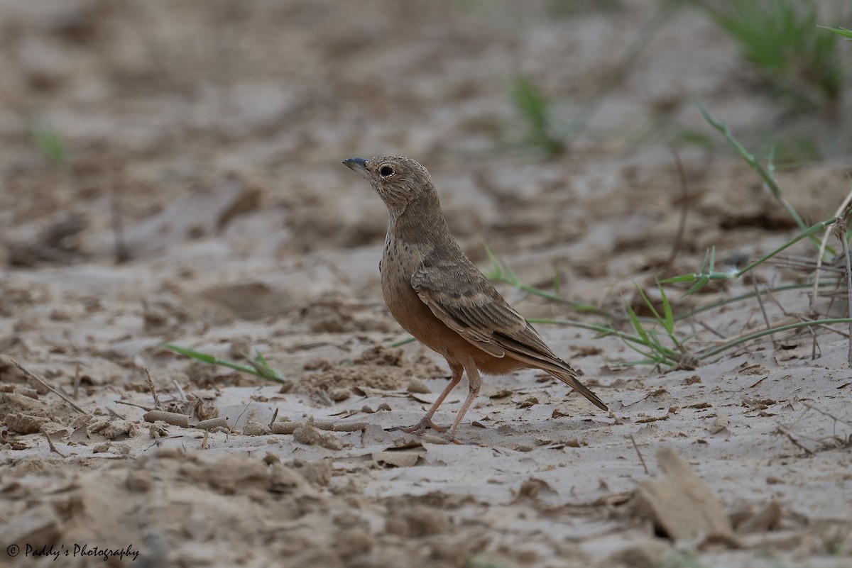 Rufous-tailed Lark - ML623743481