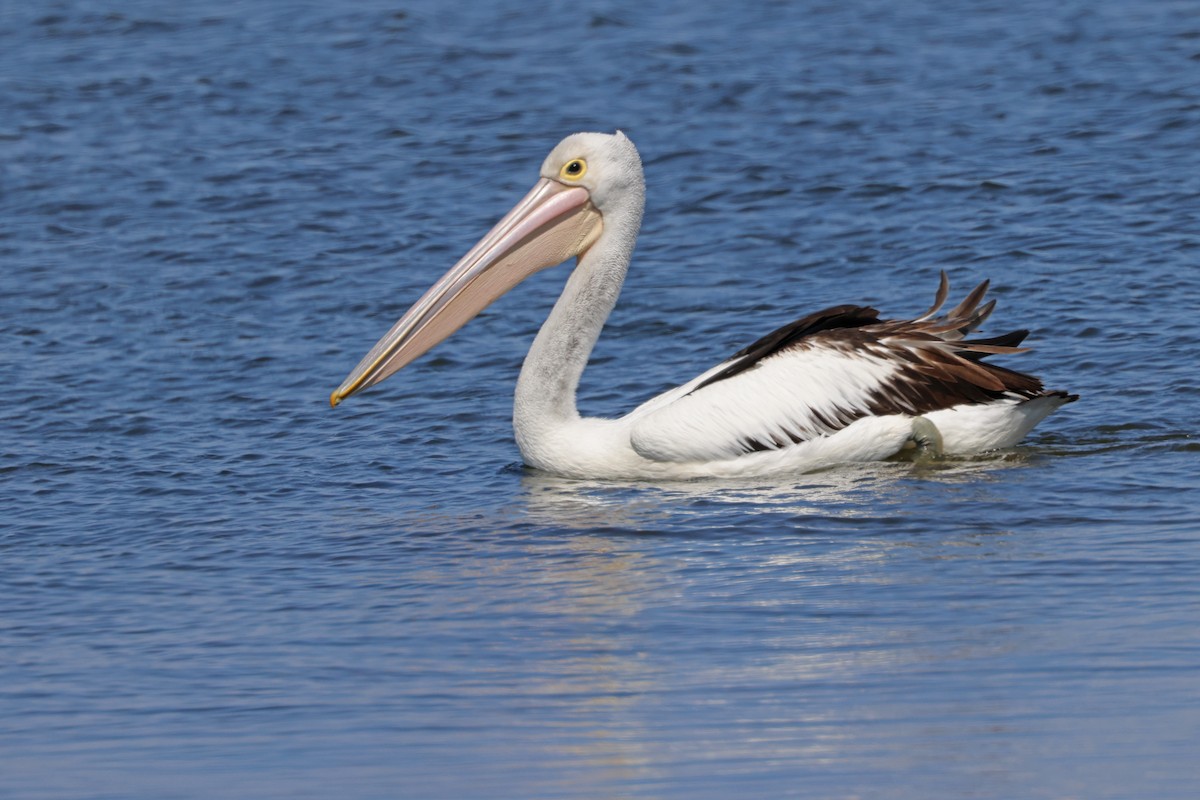 Australian Pelican - Ryan Graham