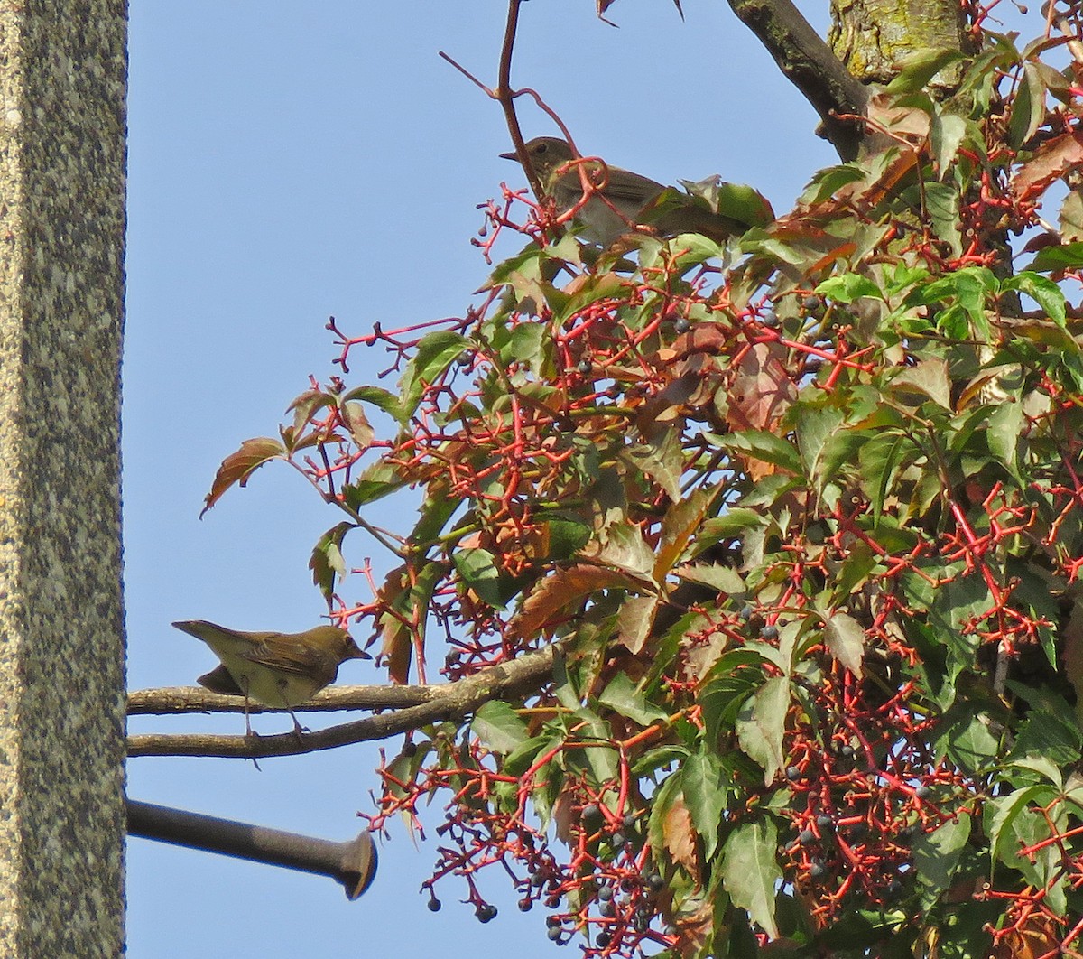 Swainson's Thrush - Eric D Gyllenhaal