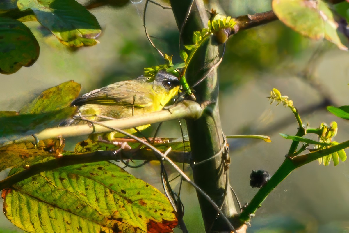 Olive-crowned Yellowthroat - ML623743519