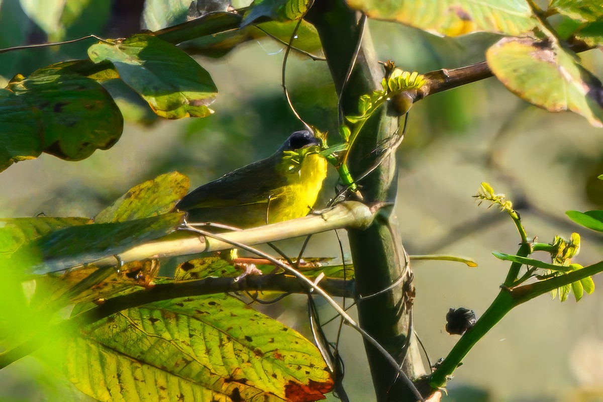 Olive-crowned Yellowthroat - ML623743520