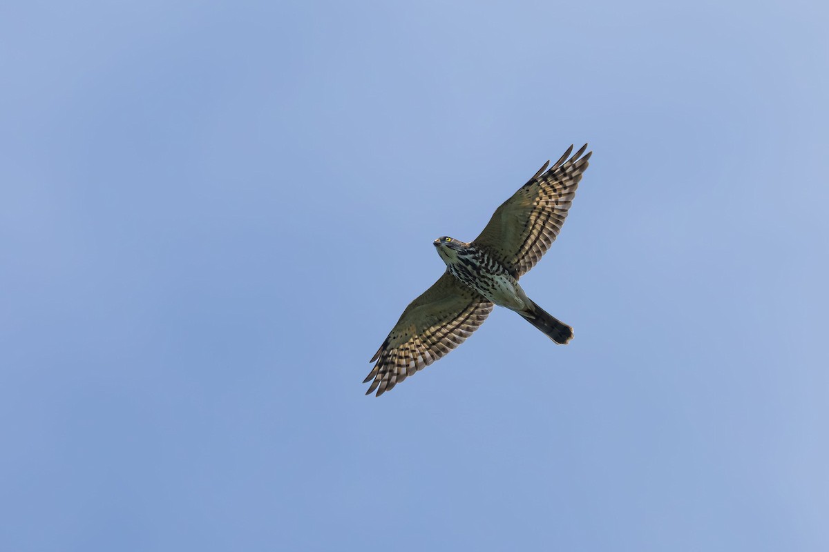 ML623743530 - Chinese Sparrowhawk - Macaulay Library