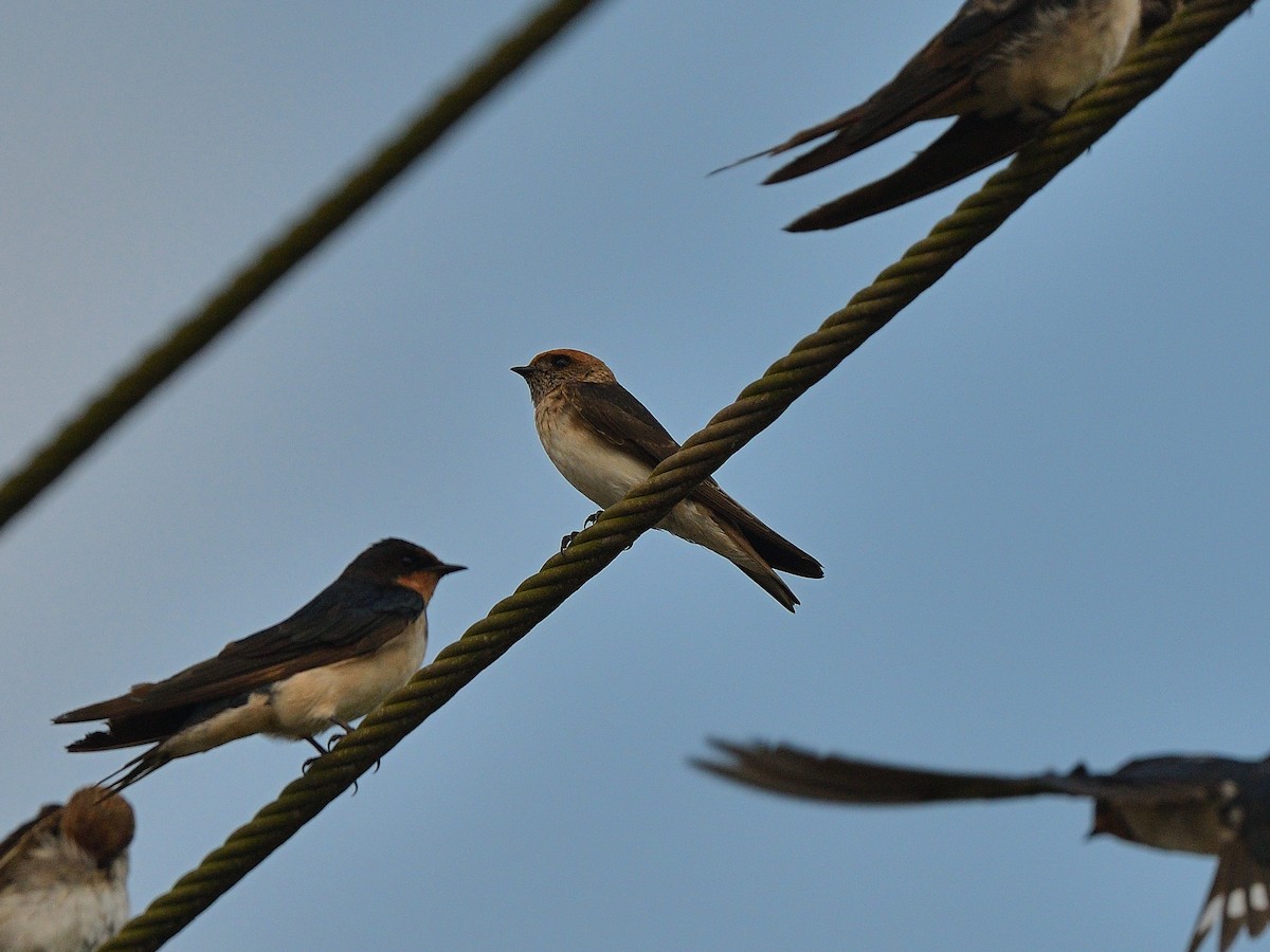 Streak-throated Swallow - ML623743538